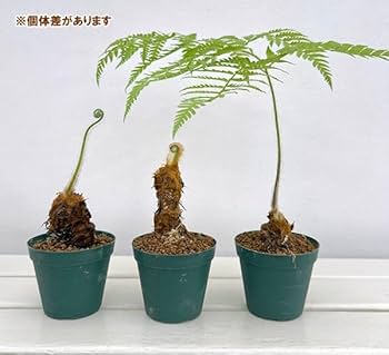 KDです。ゴールデンチャウチャウ（大）希少/タカワラビ/キンモウコウ 5号 タカワラビ：ゴールデンチャウチャウ（キンモウコウ） 5号鉢植え